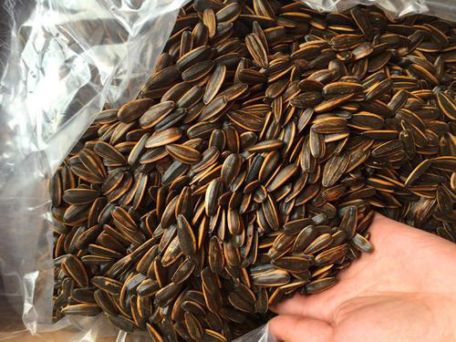 떠다니는 해바라기씨(원산불명)