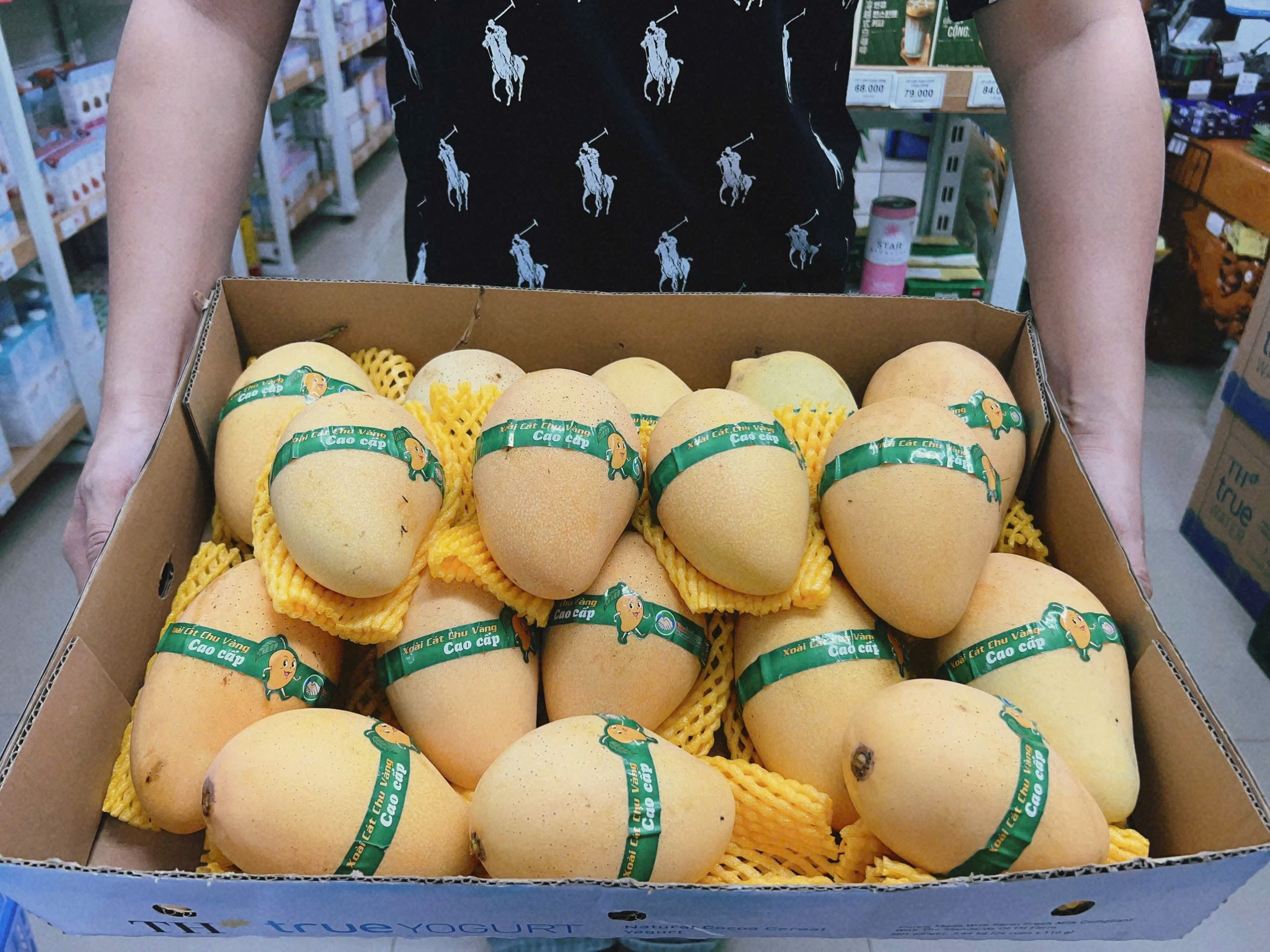 골든 깟쭈 망고 썸네일 4